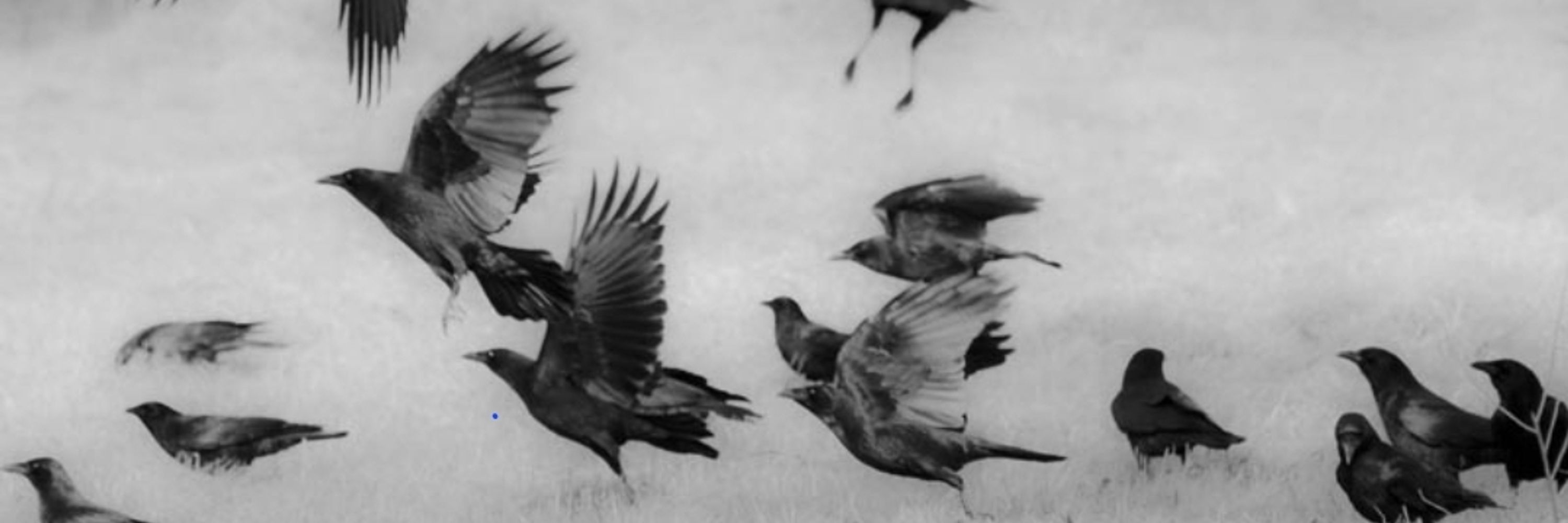 A Humanist Crow