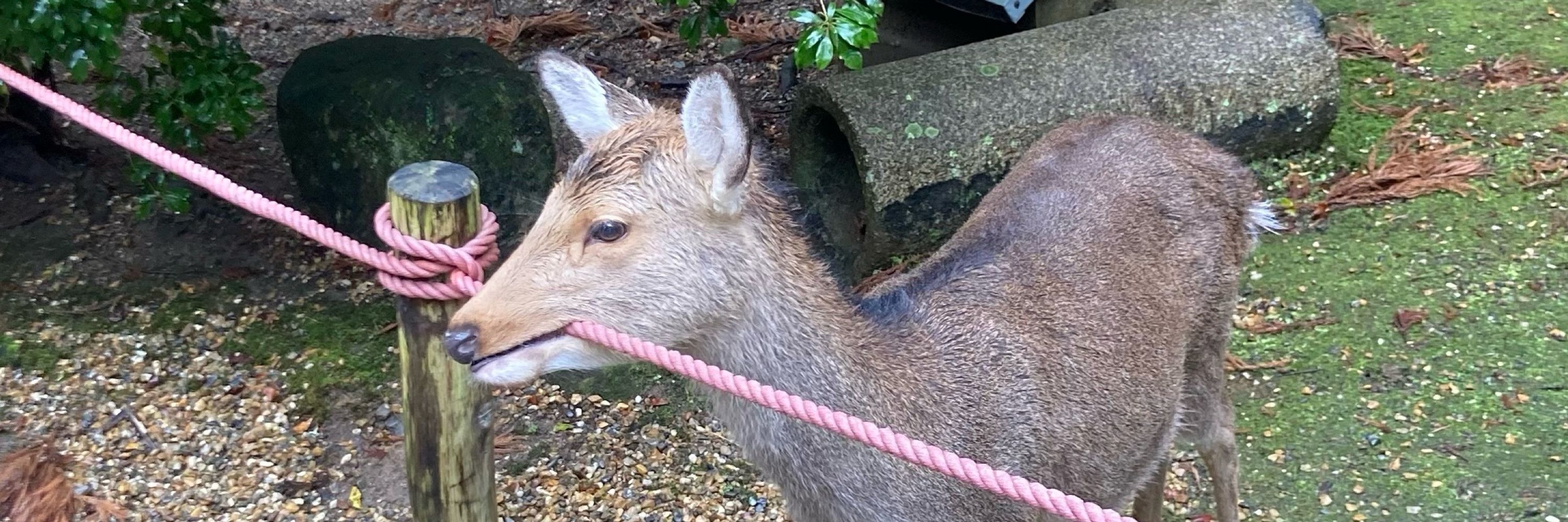 ちょ５