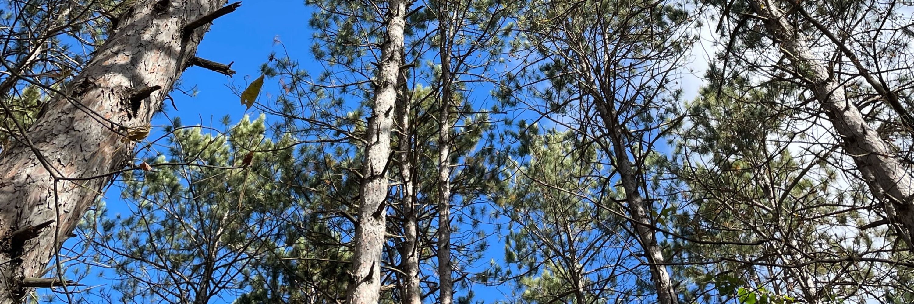 Cedar