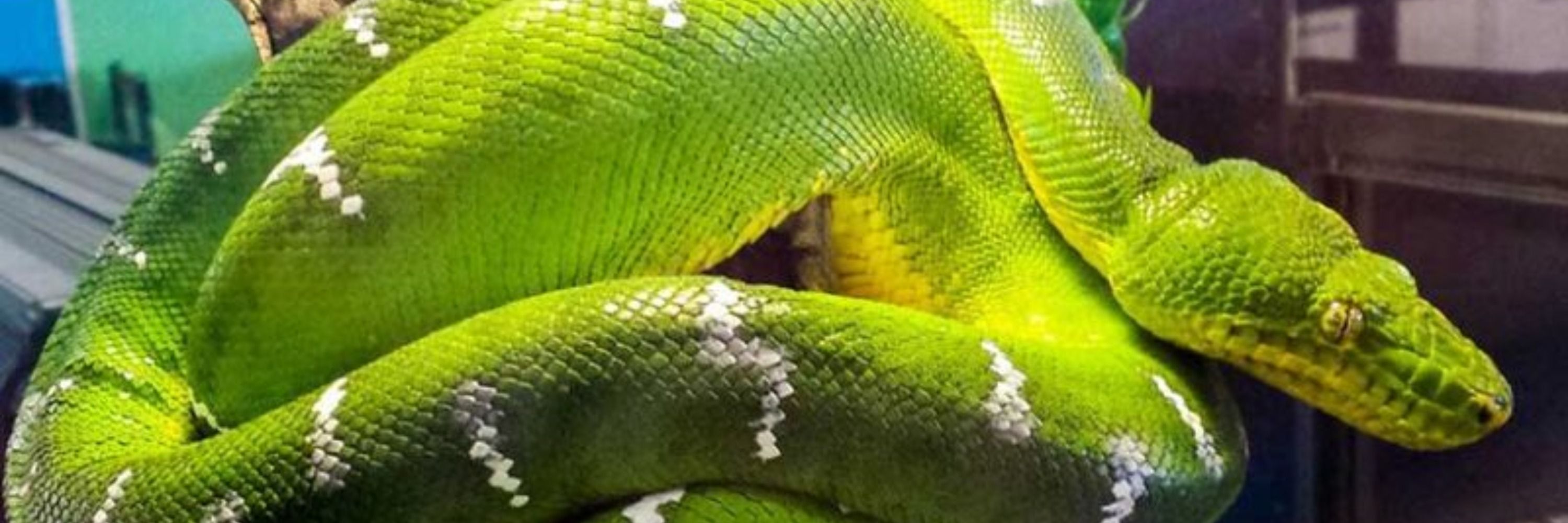 Daily Reptiles