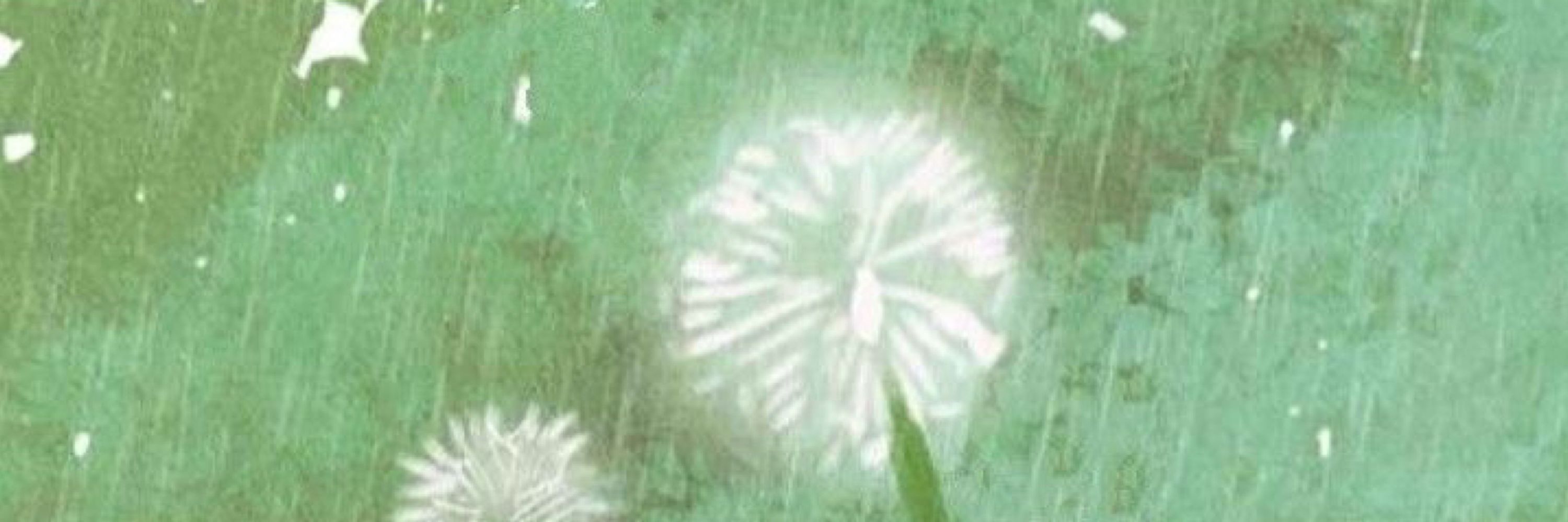 ριєɾɾє ⋆.˚🦋༘⋆
