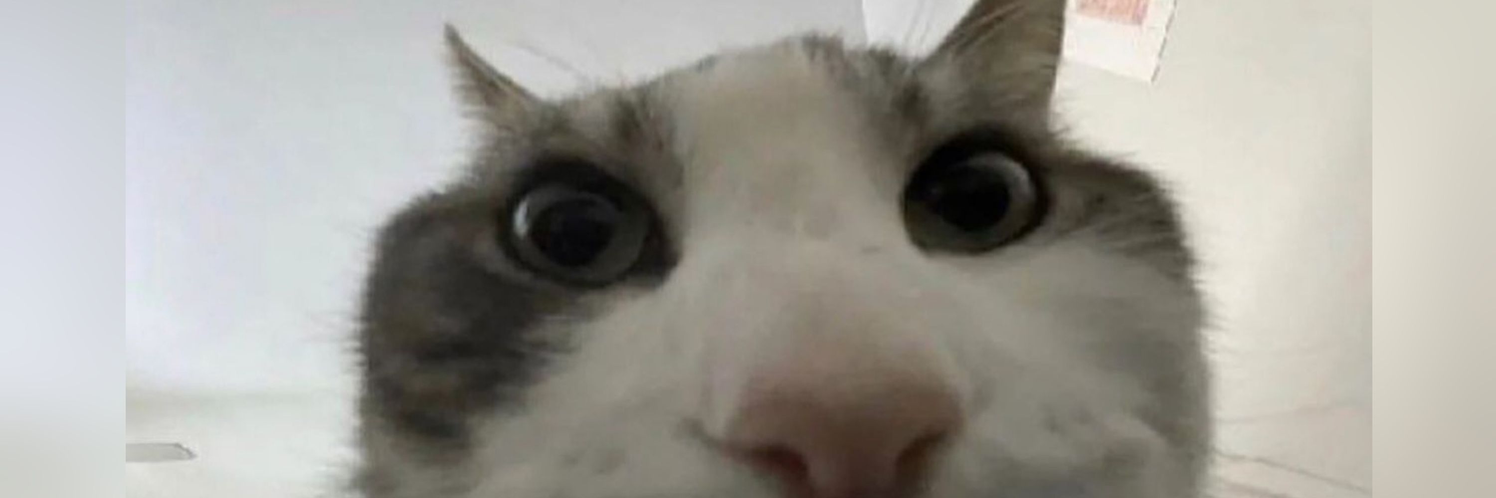 SeriousSashka