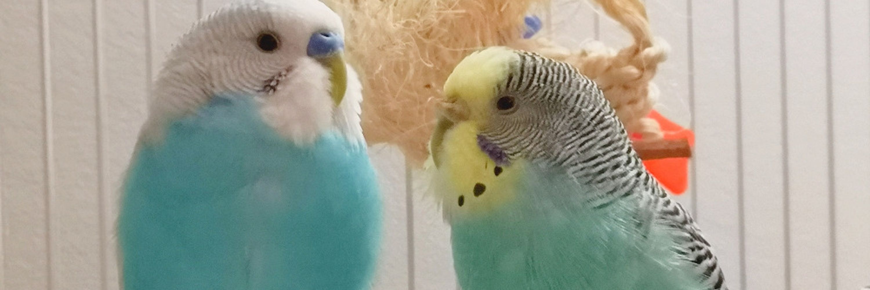 Alain + Budgie Cas & Louie