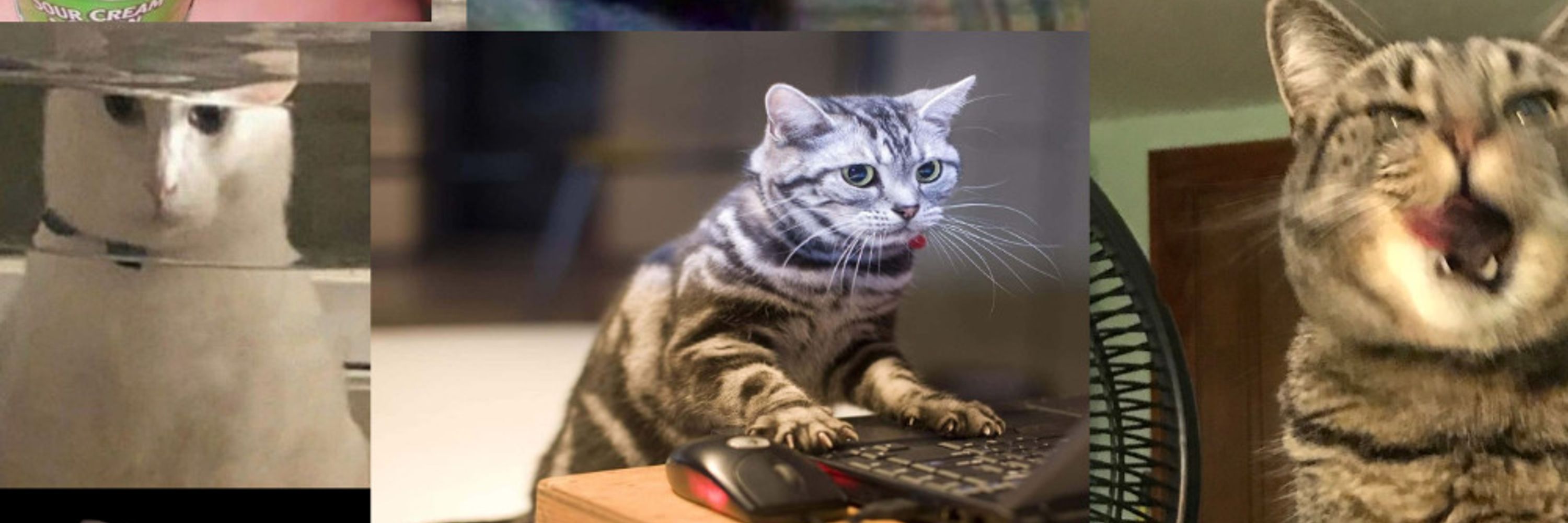 whiskers