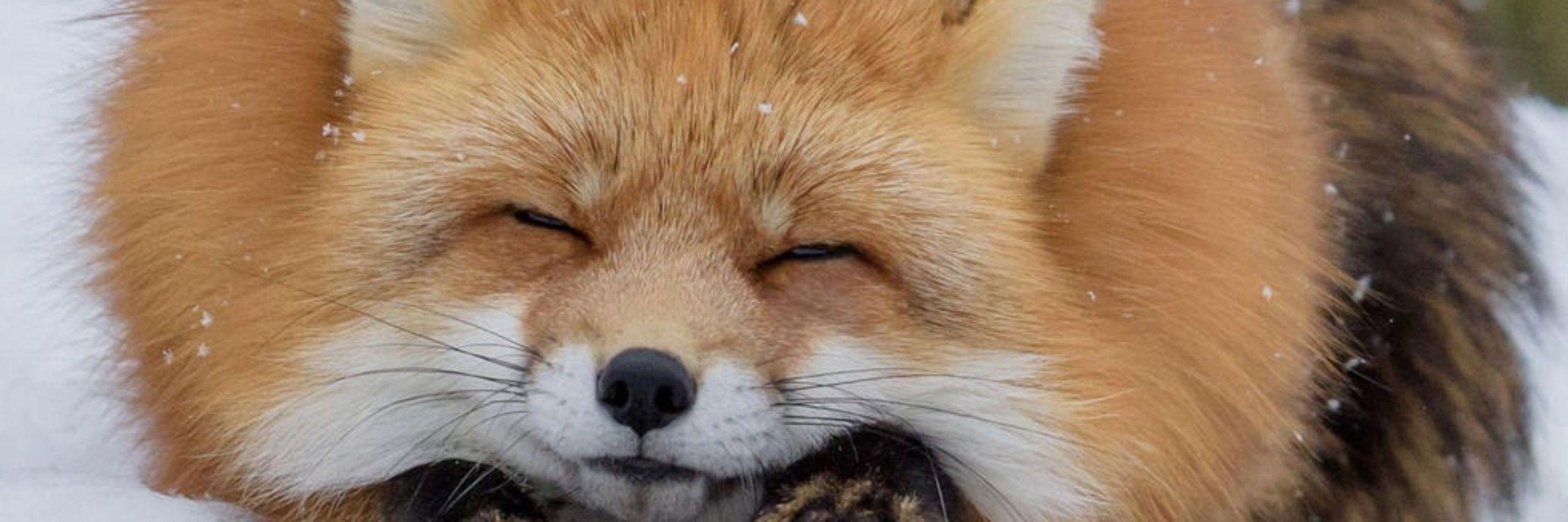 Kishi 🦊