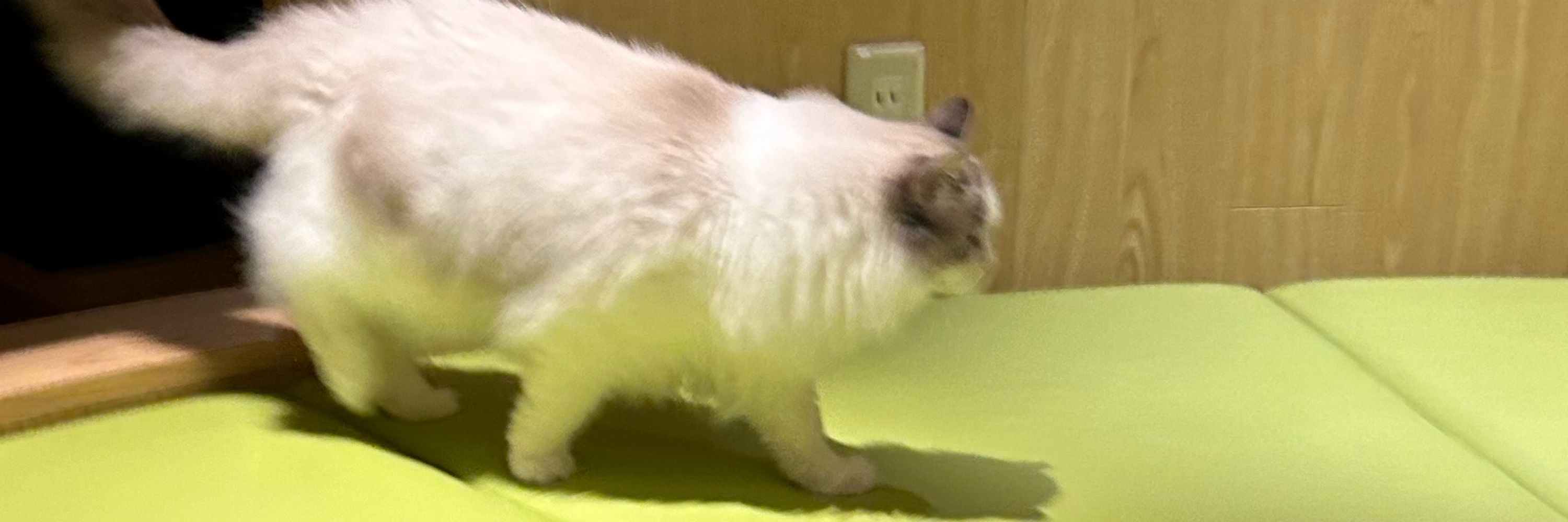 チャソモ