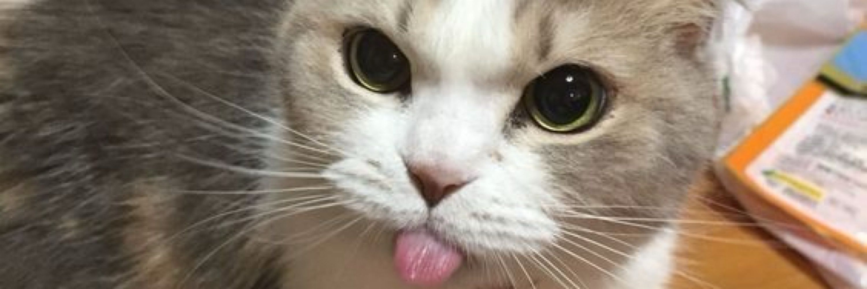 dudu
