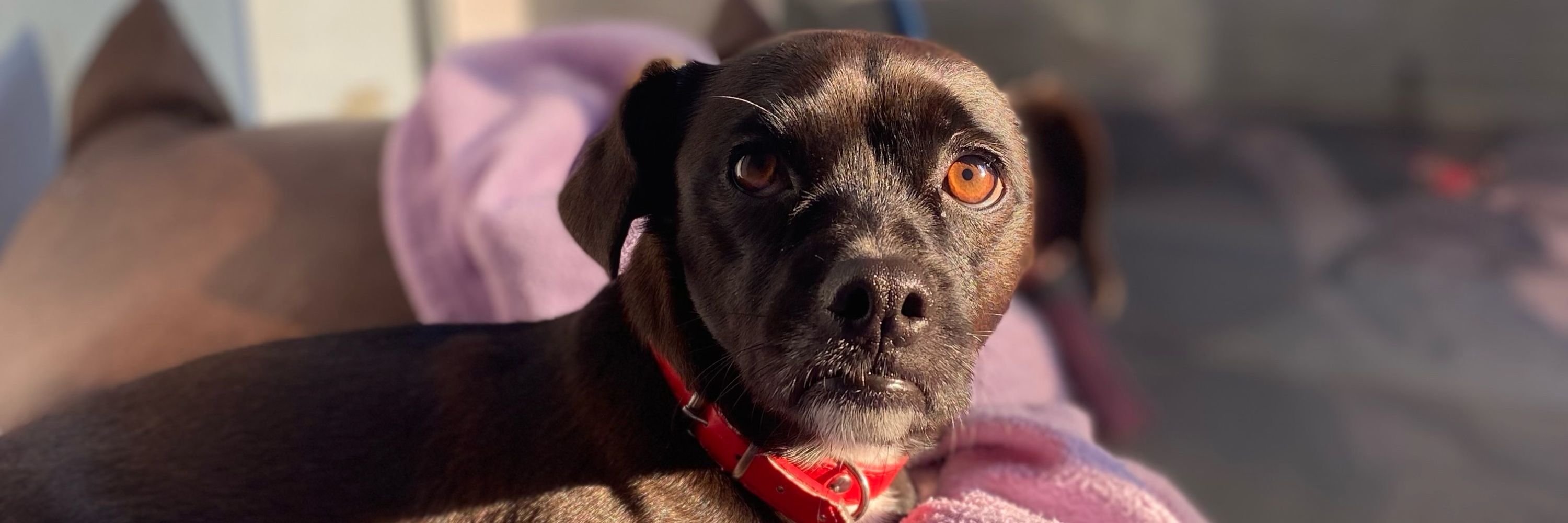 gigi