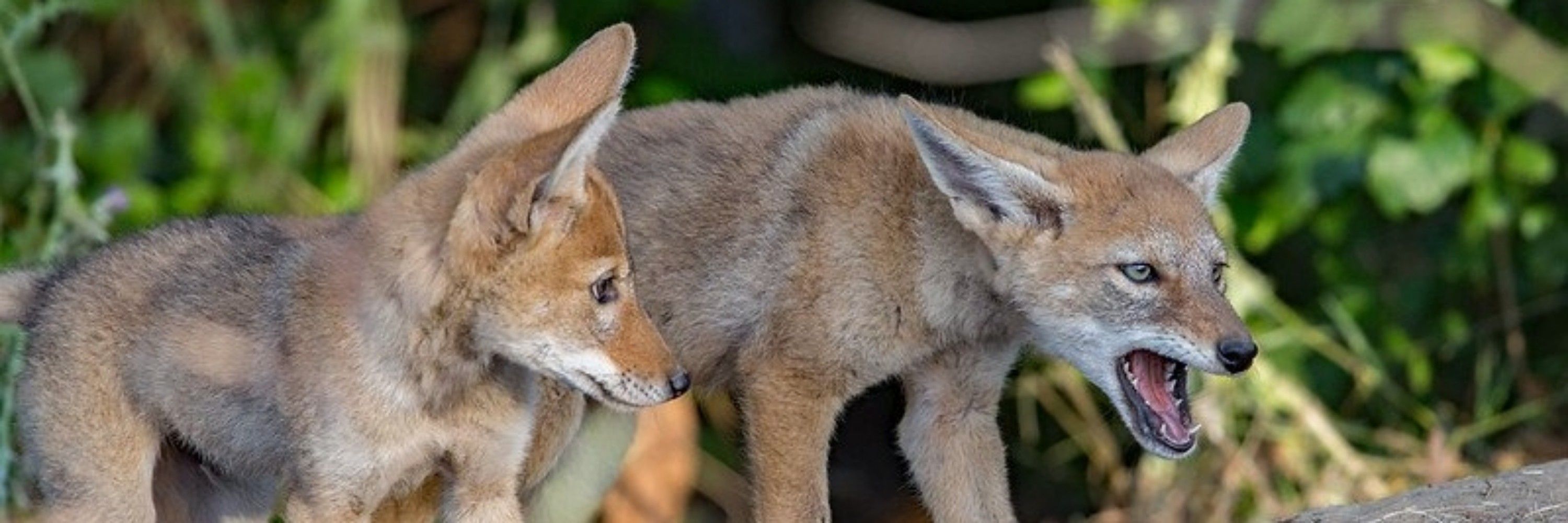 Delta_Coyote