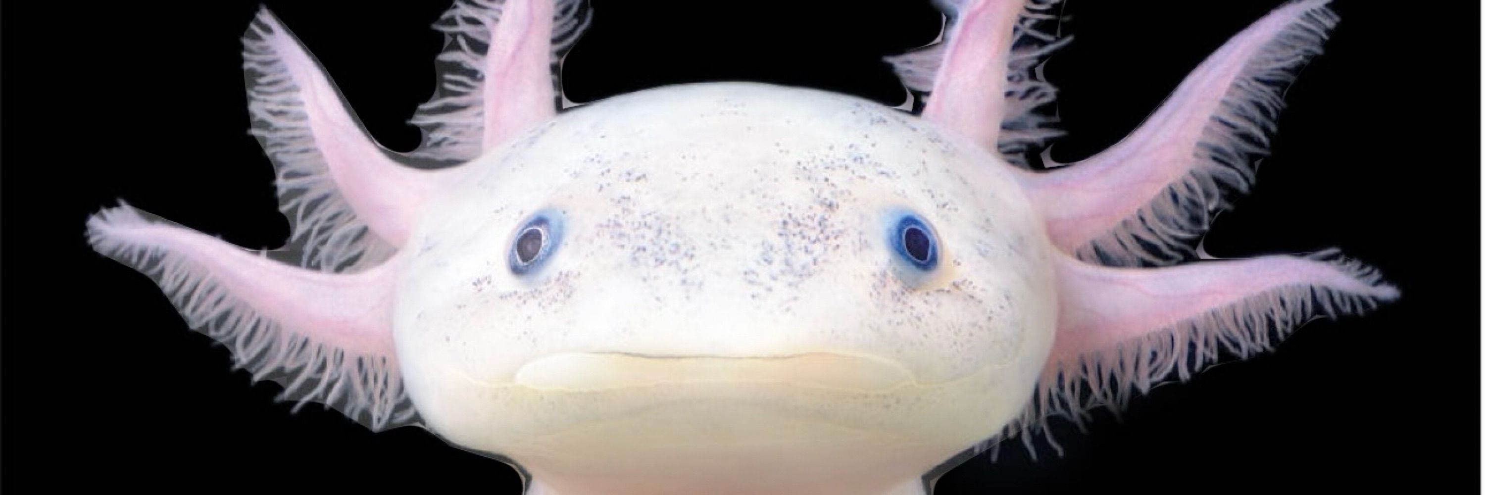 Axolotl2000