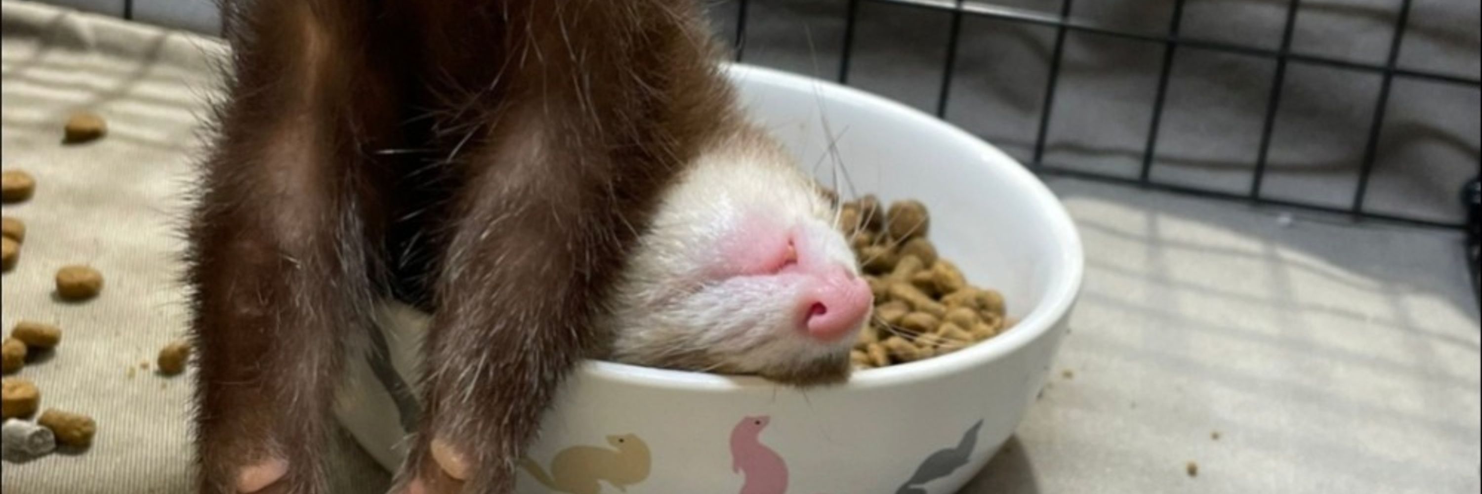 iamthestoat