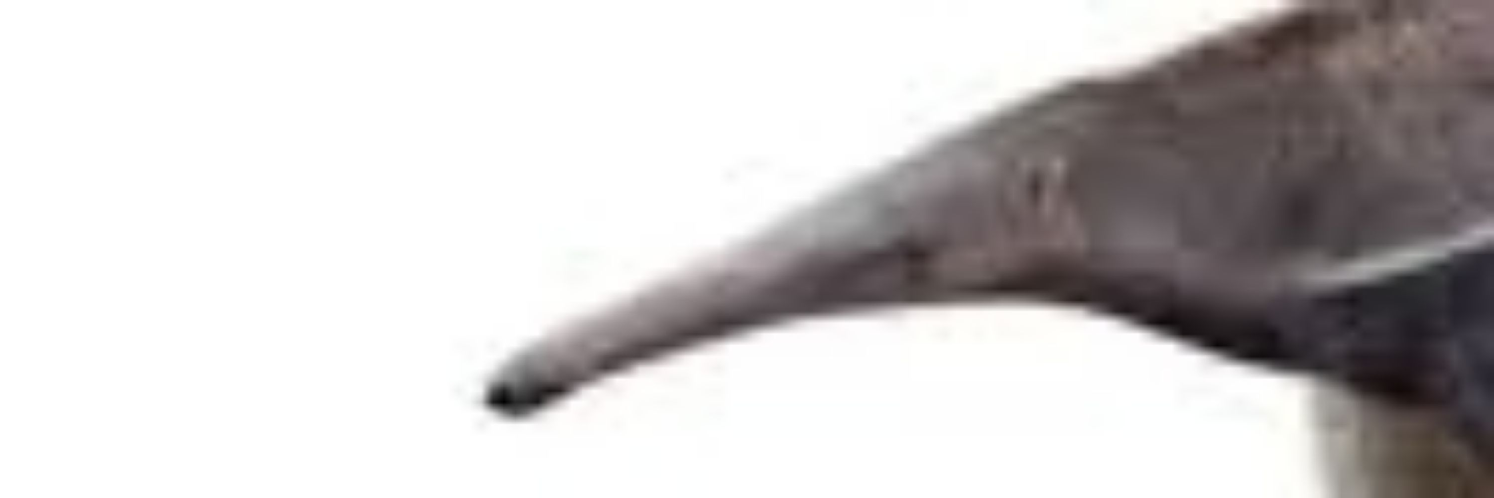 Spike