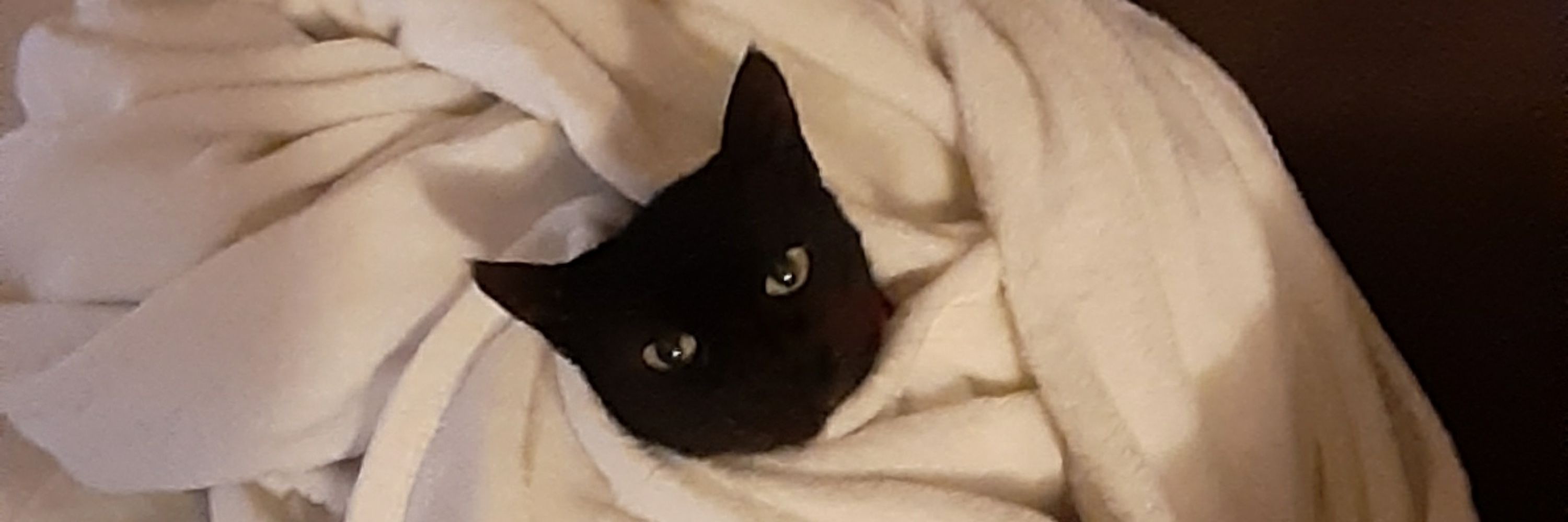 Nyx ❄ VGen open!