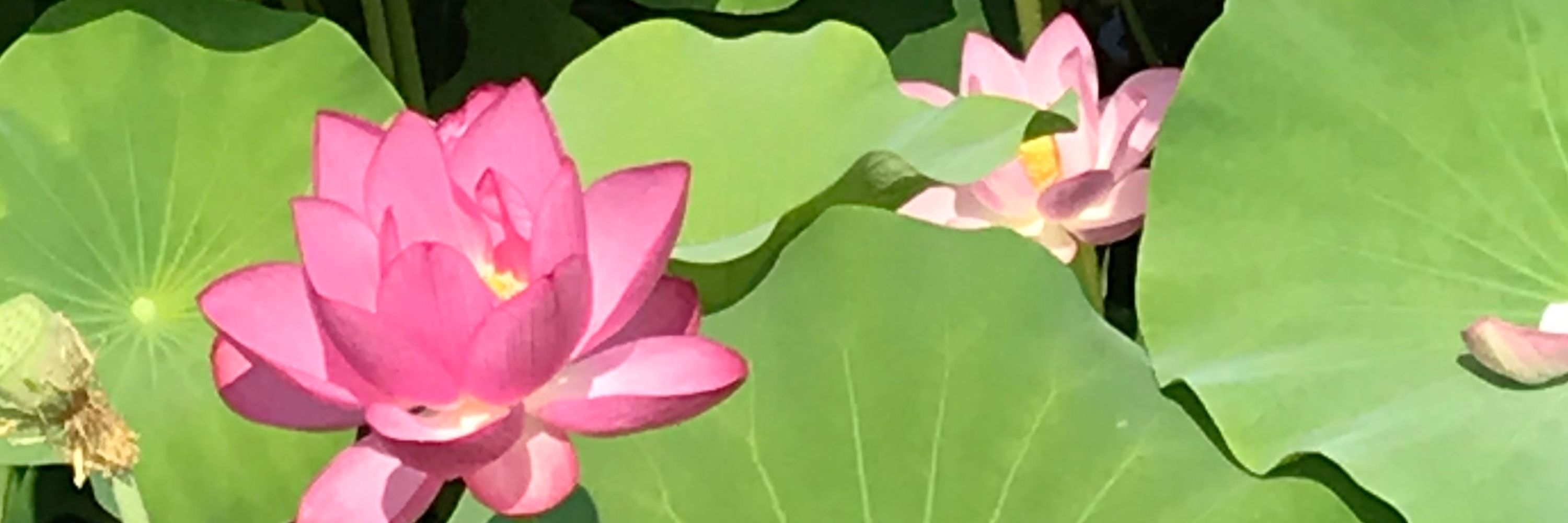 汀