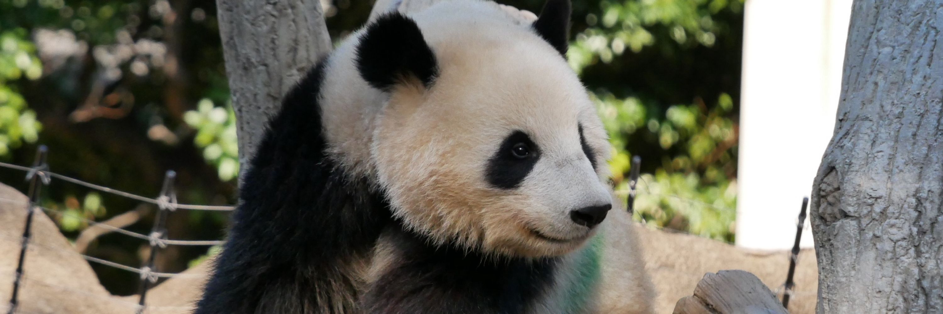 🐼ぱんだゆき🐼