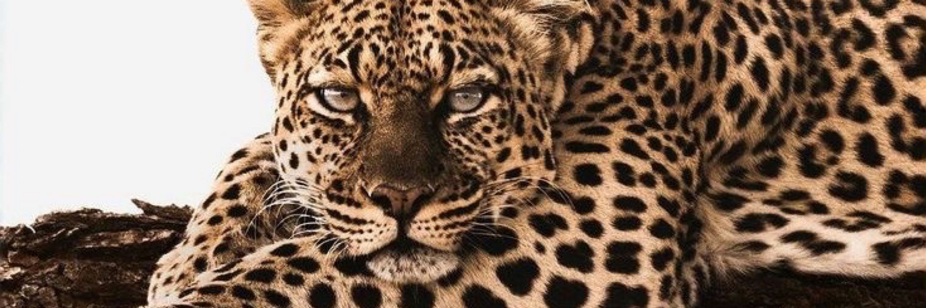 ste🐆