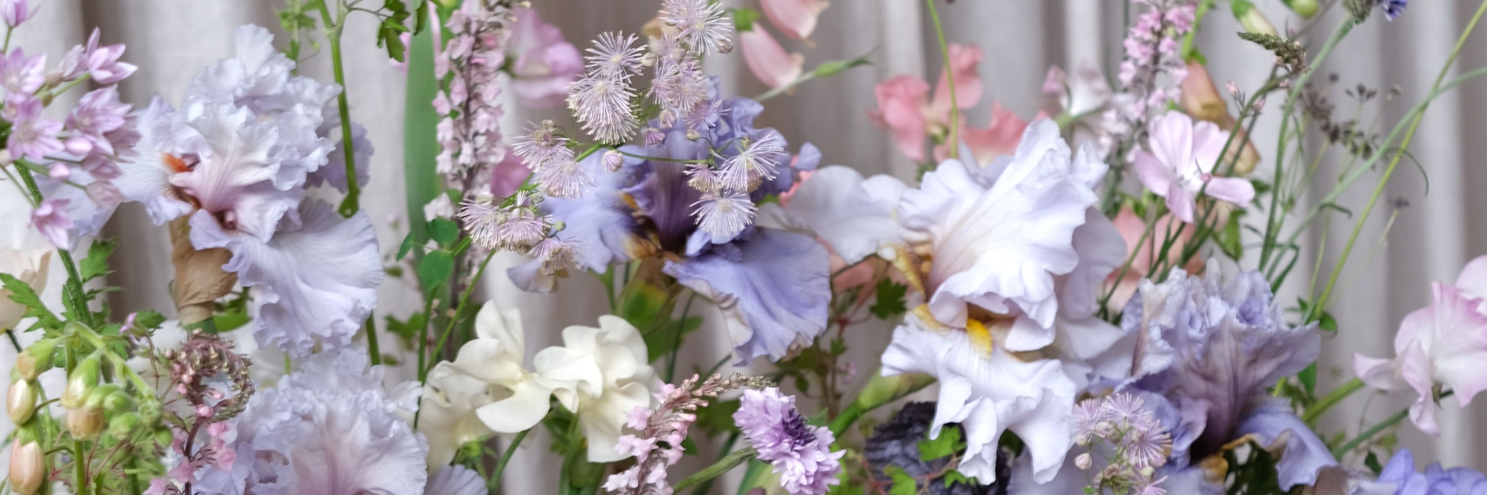 Vervain