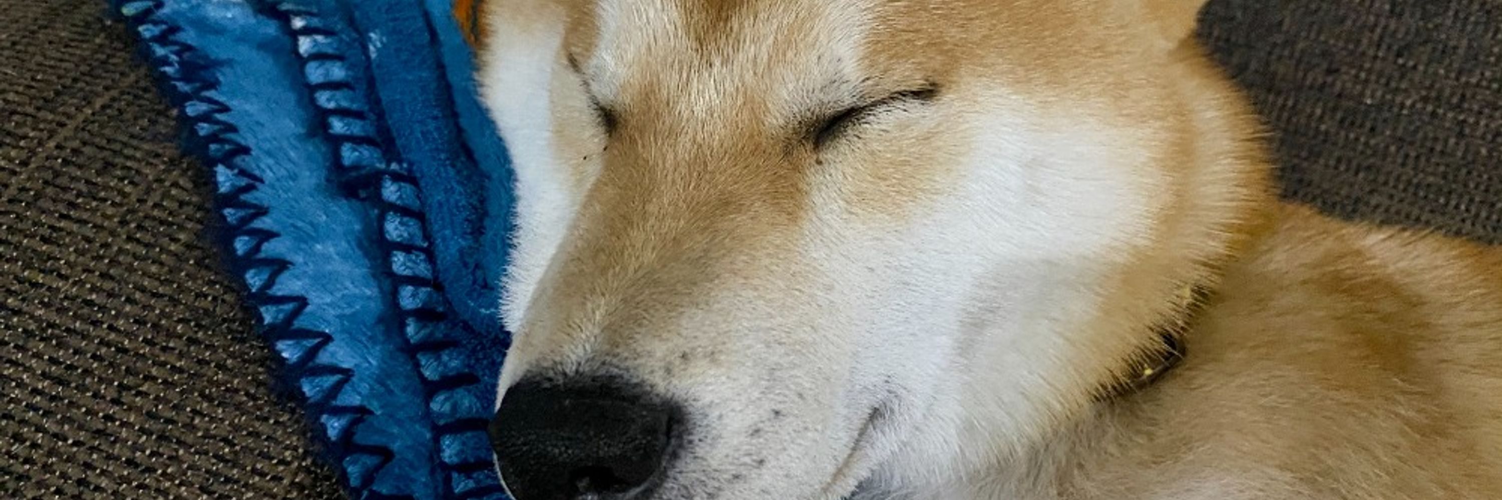 粉