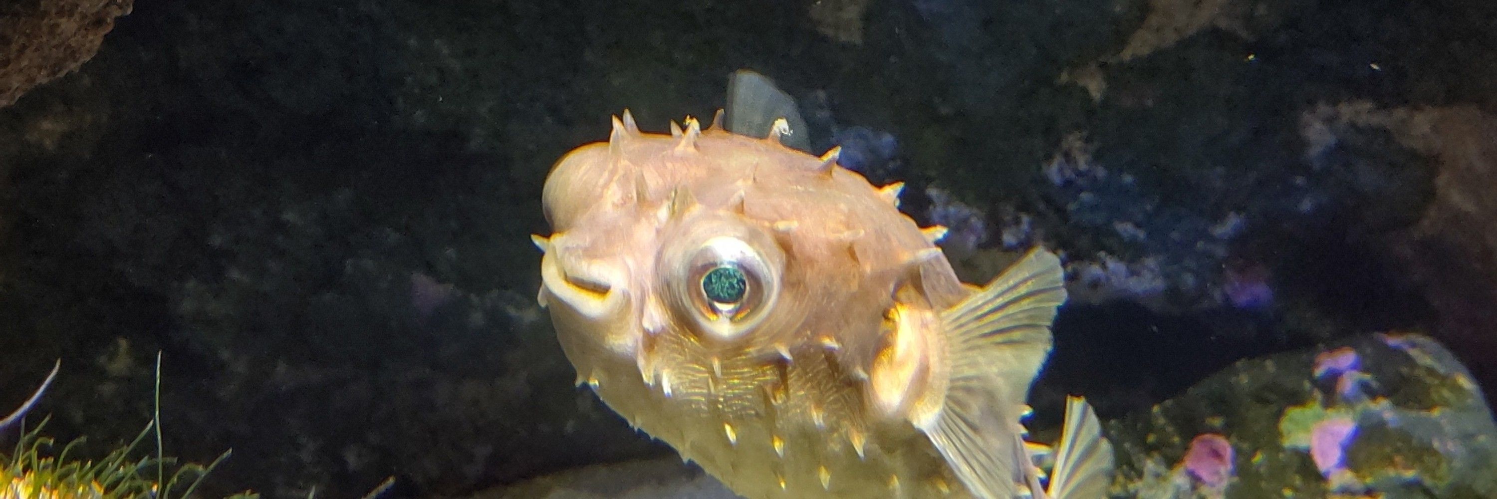 kite-ruria