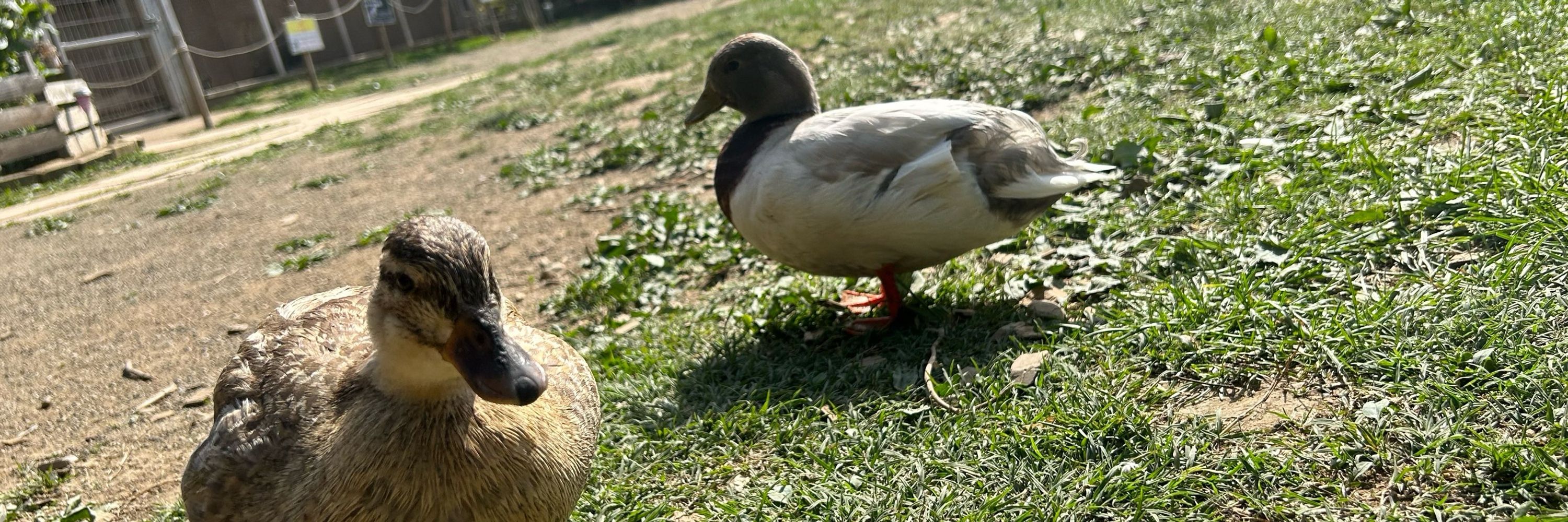 dachiken