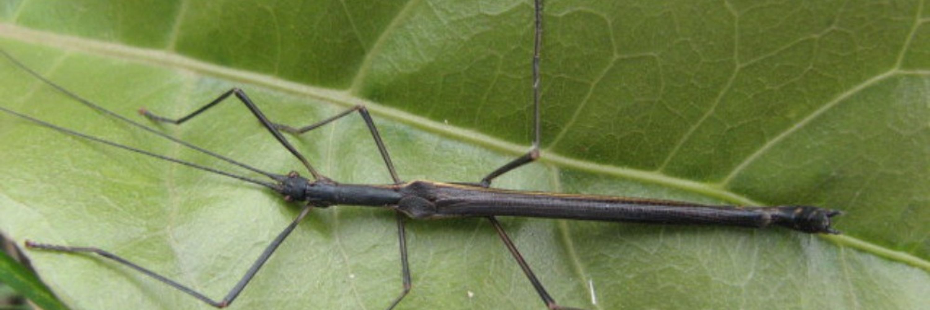 Sven Bradler
