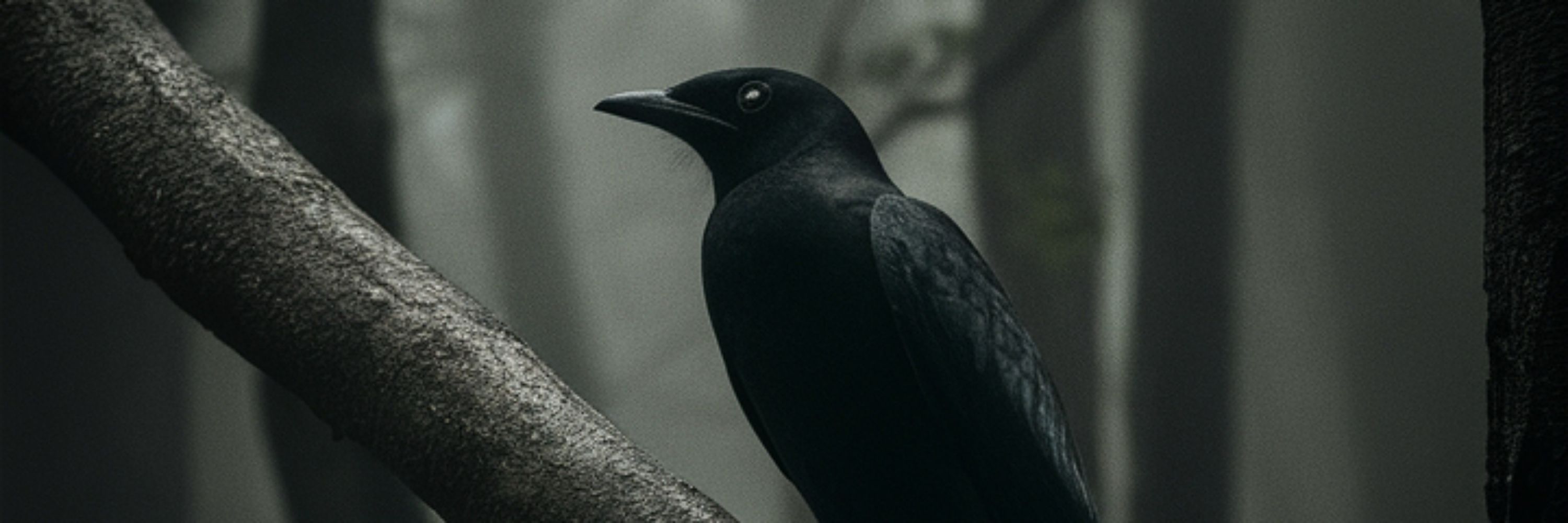 Assum Preto