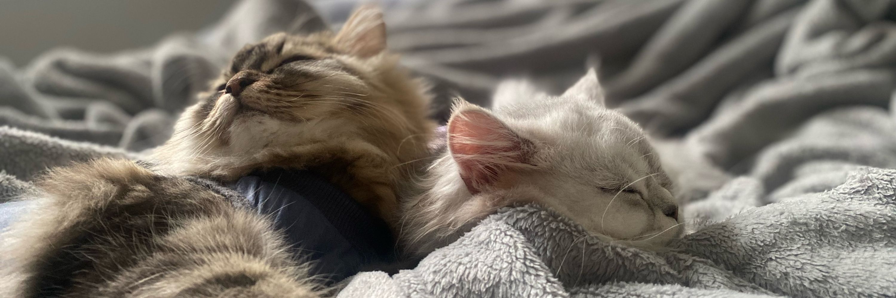 cloud & bear
