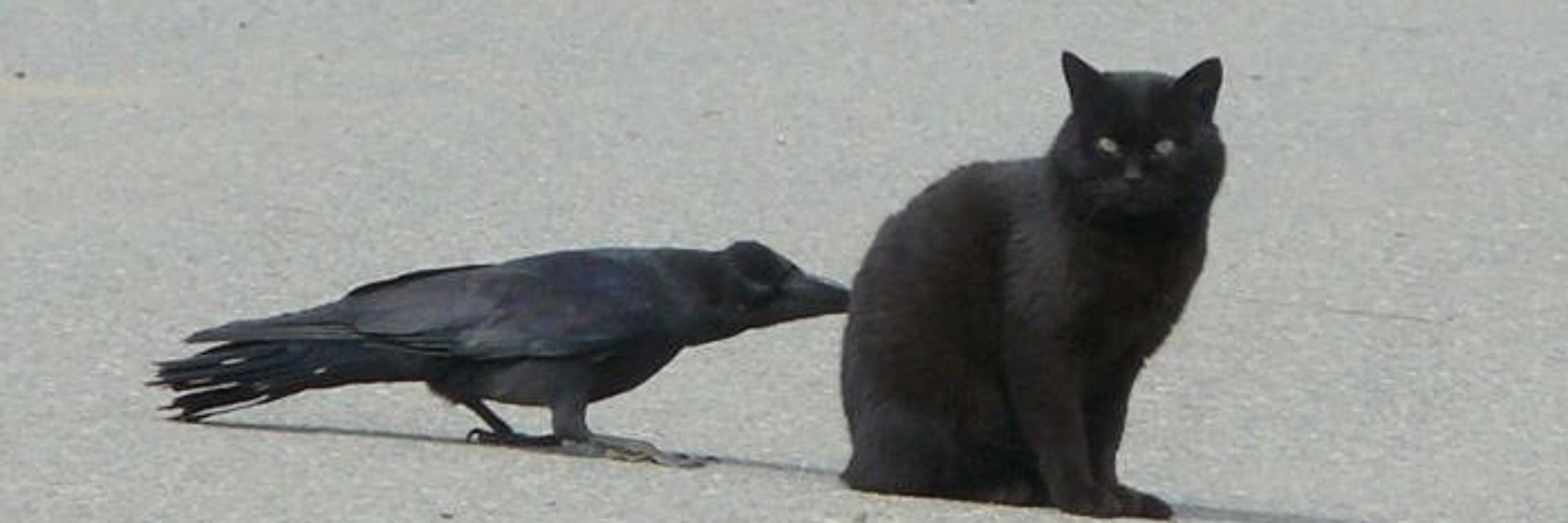 Gök