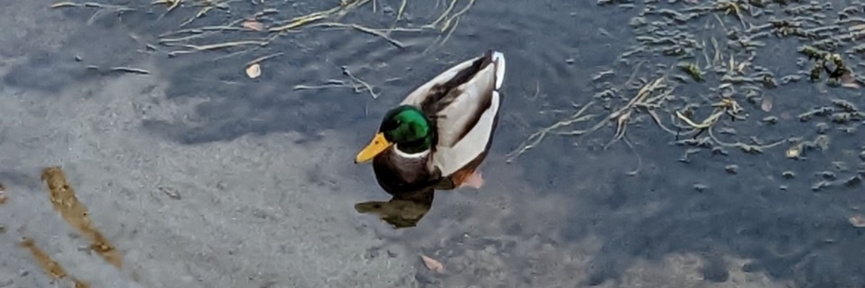 ちどり