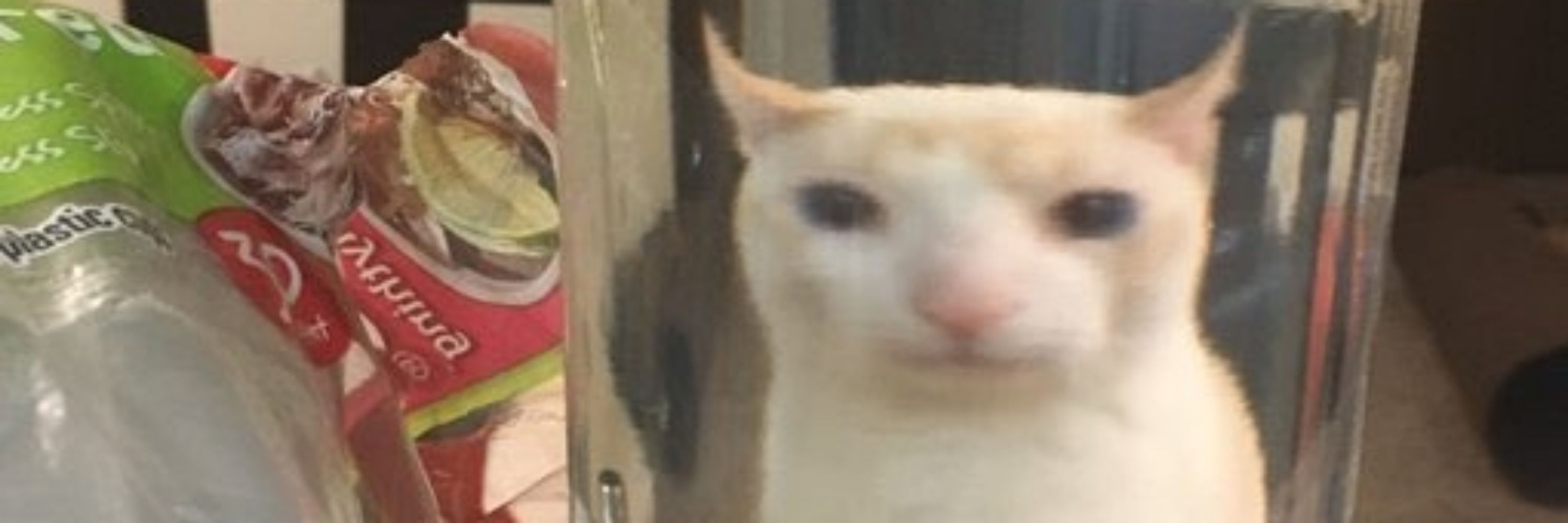 Jake