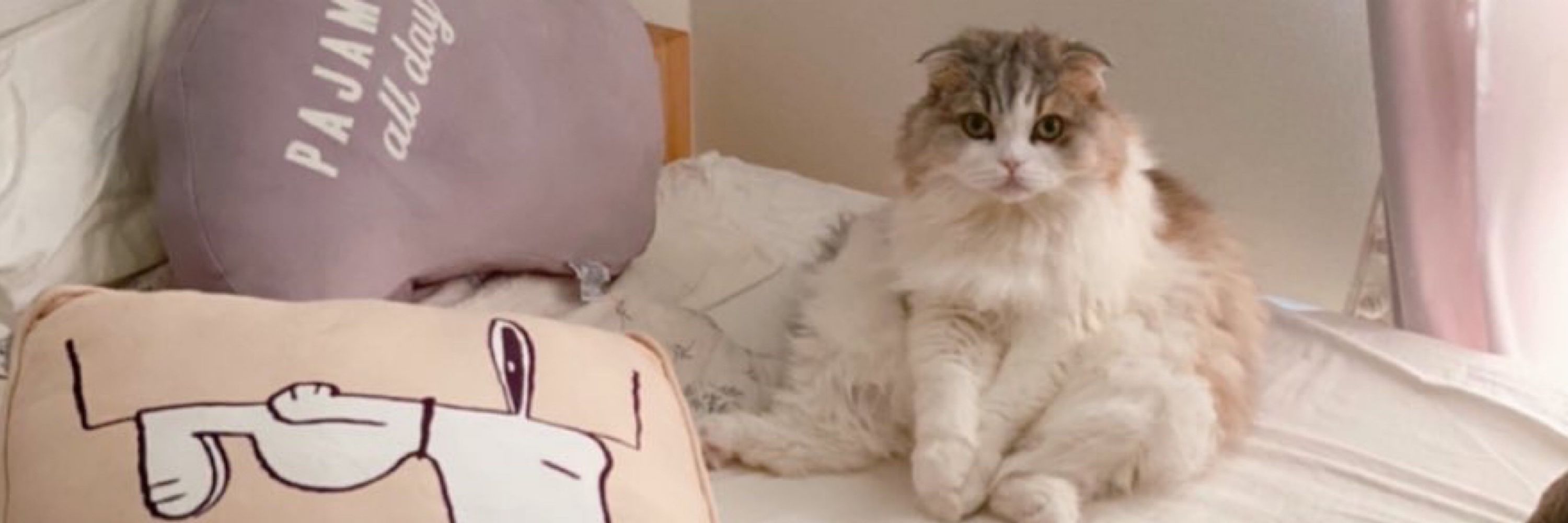 まここ🐈