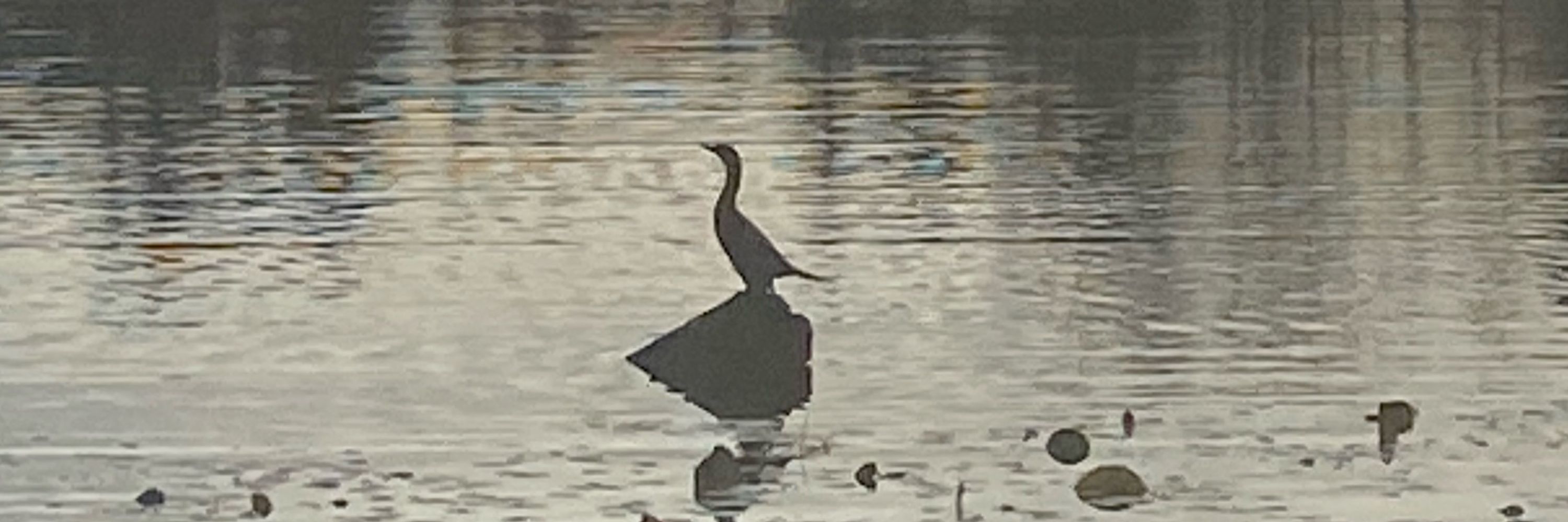 LJuneBird