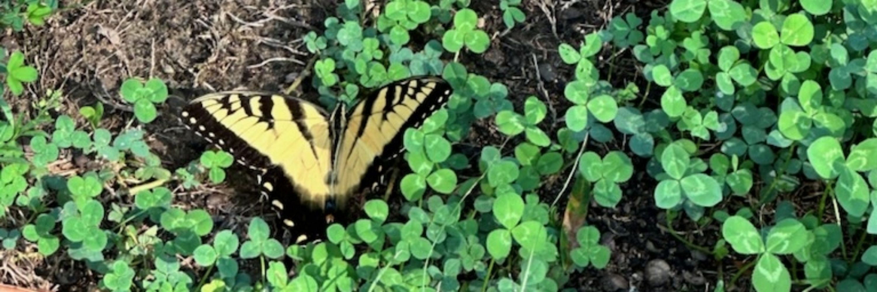 🦋Karen Miller🦋