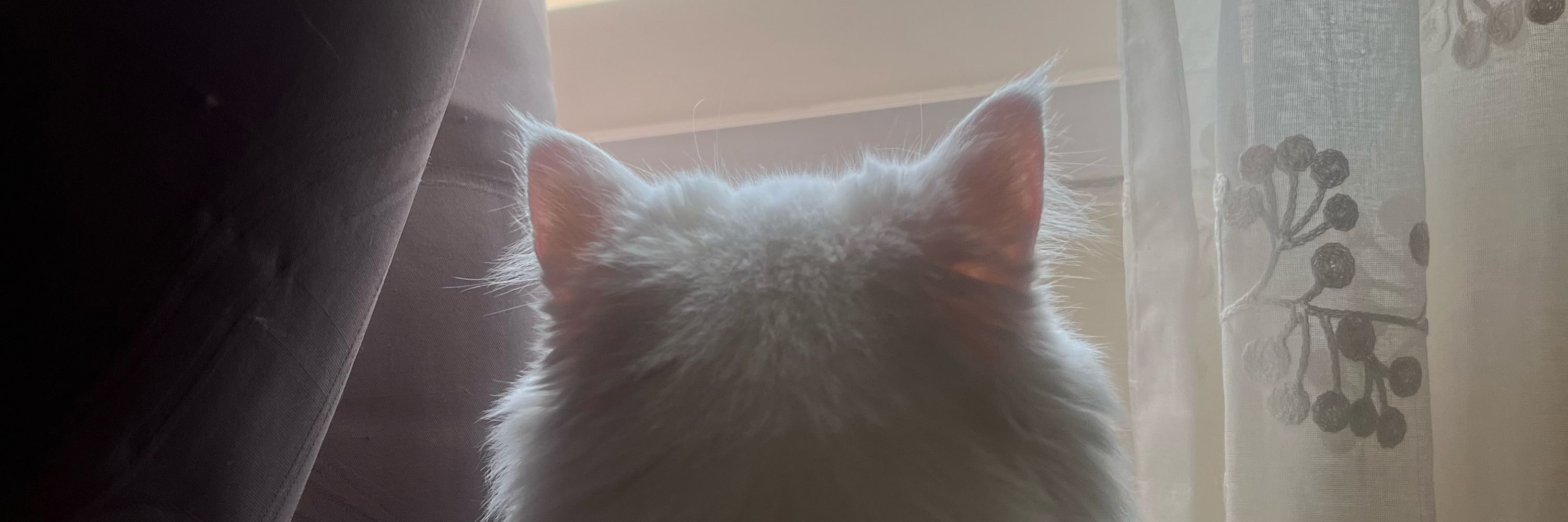 ดูดวงกับนายท่าน 🐈