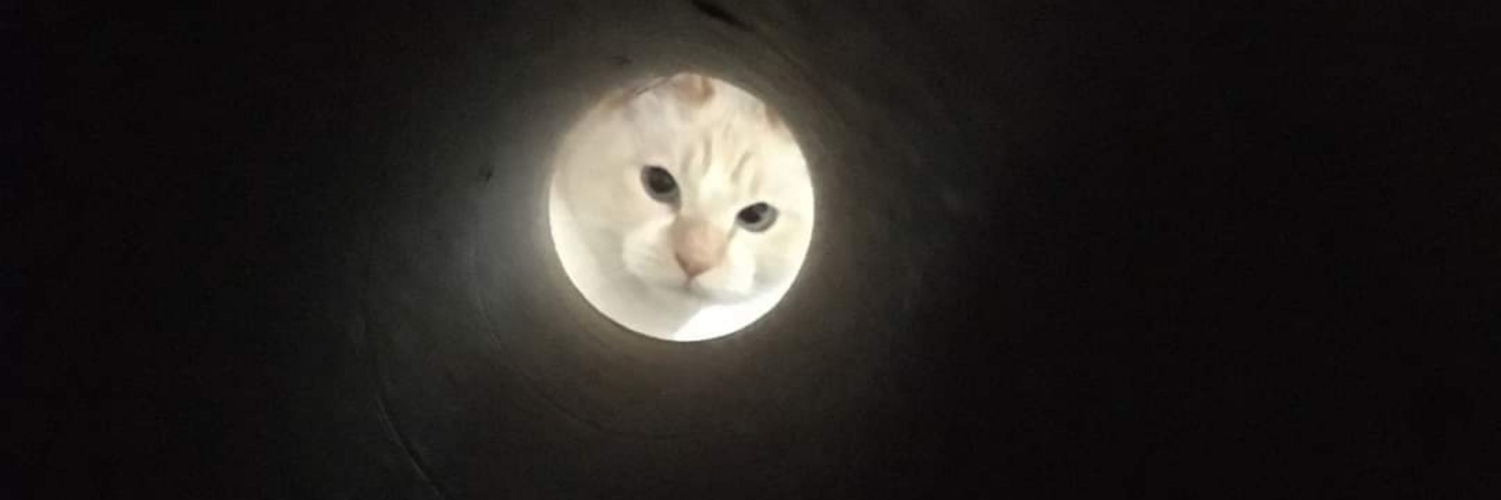 Cat Man