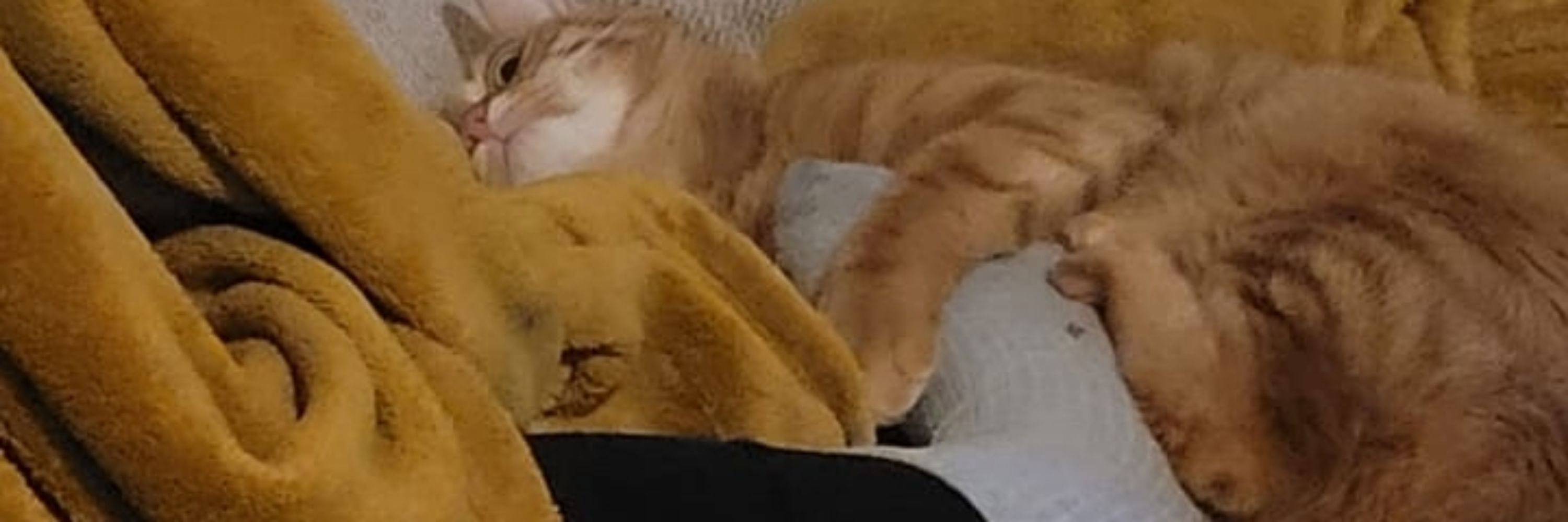 Ödül
