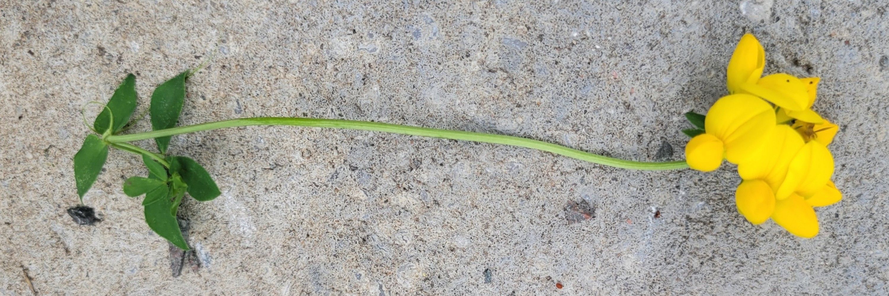 Ken Miller