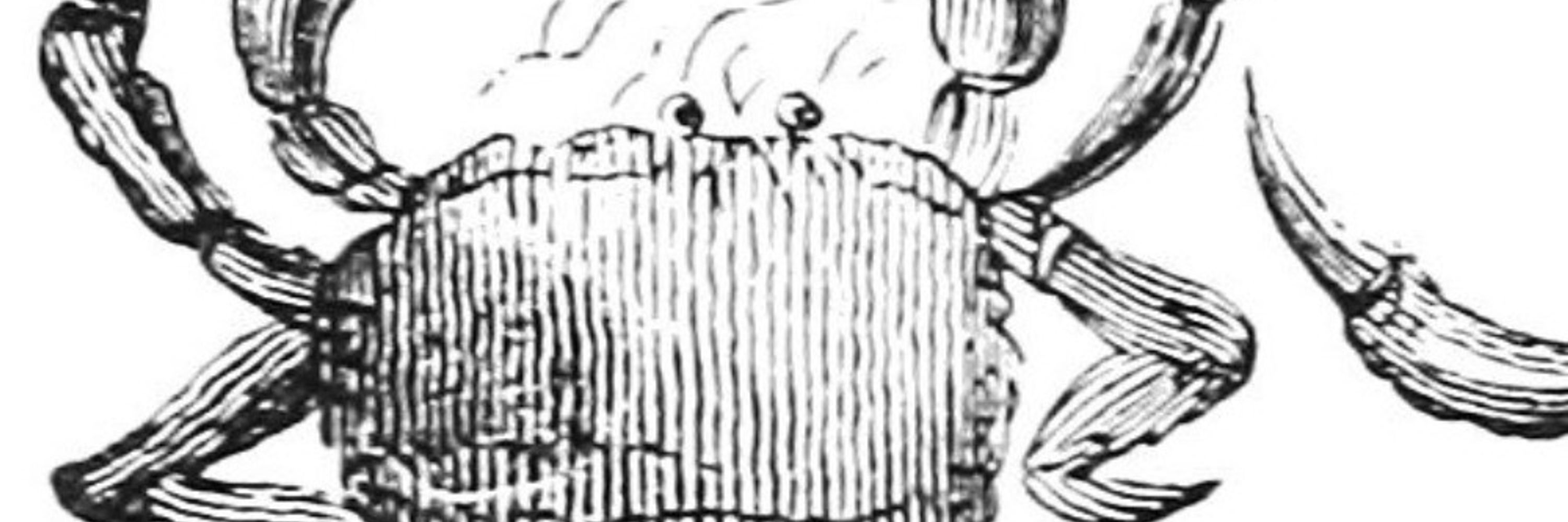 ろばたにスエノ🦀蔭沢菫