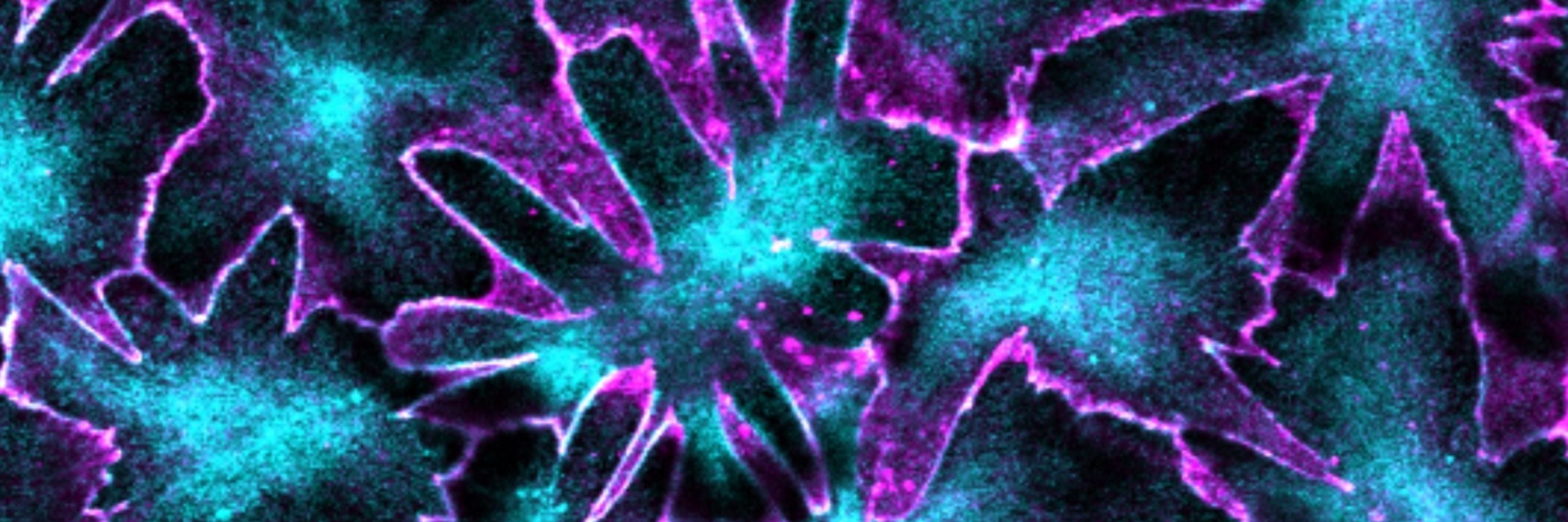 Kourtidis Lab