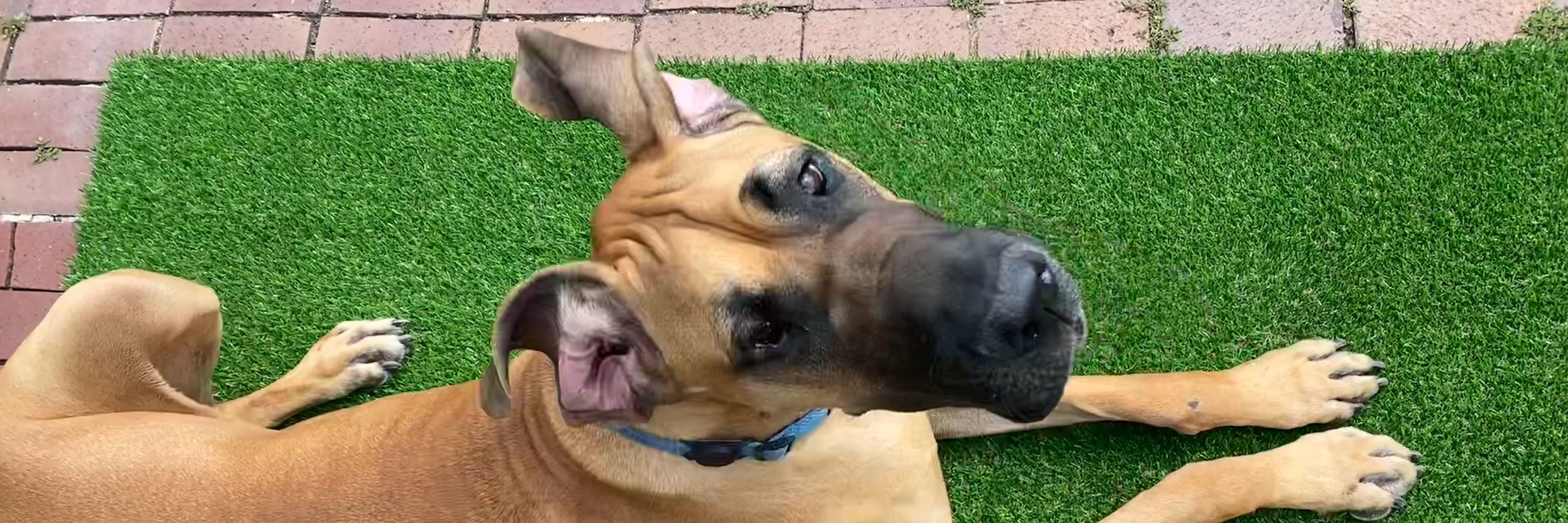 Seymour’s Buddy