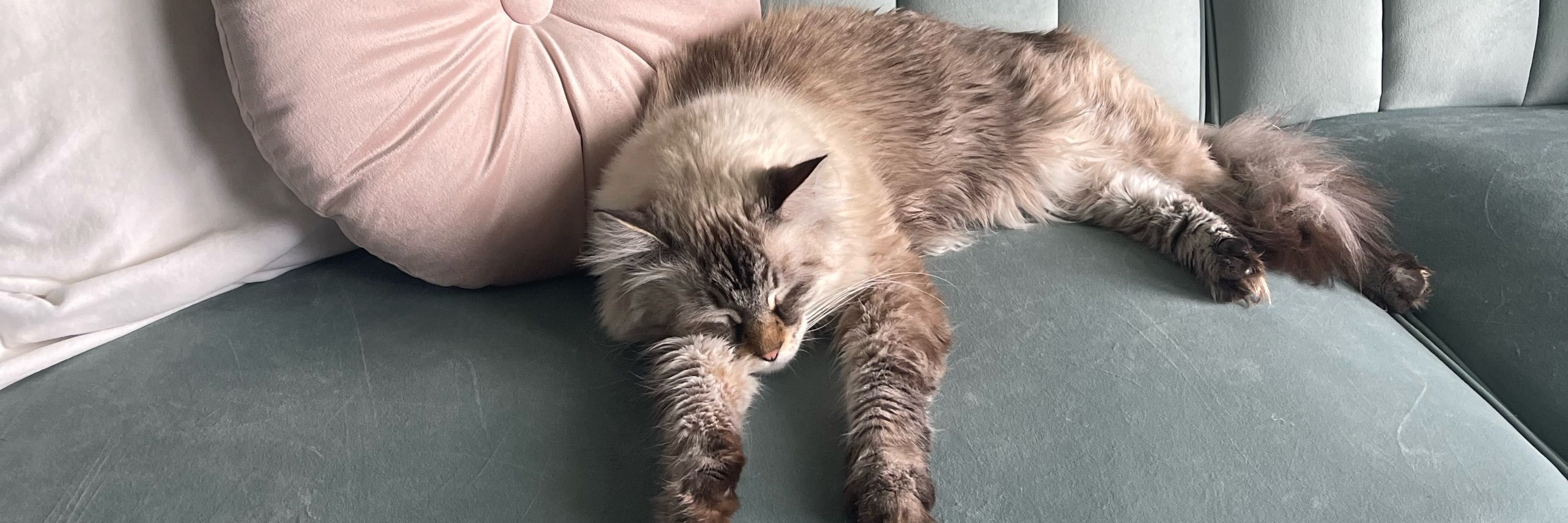 Cici