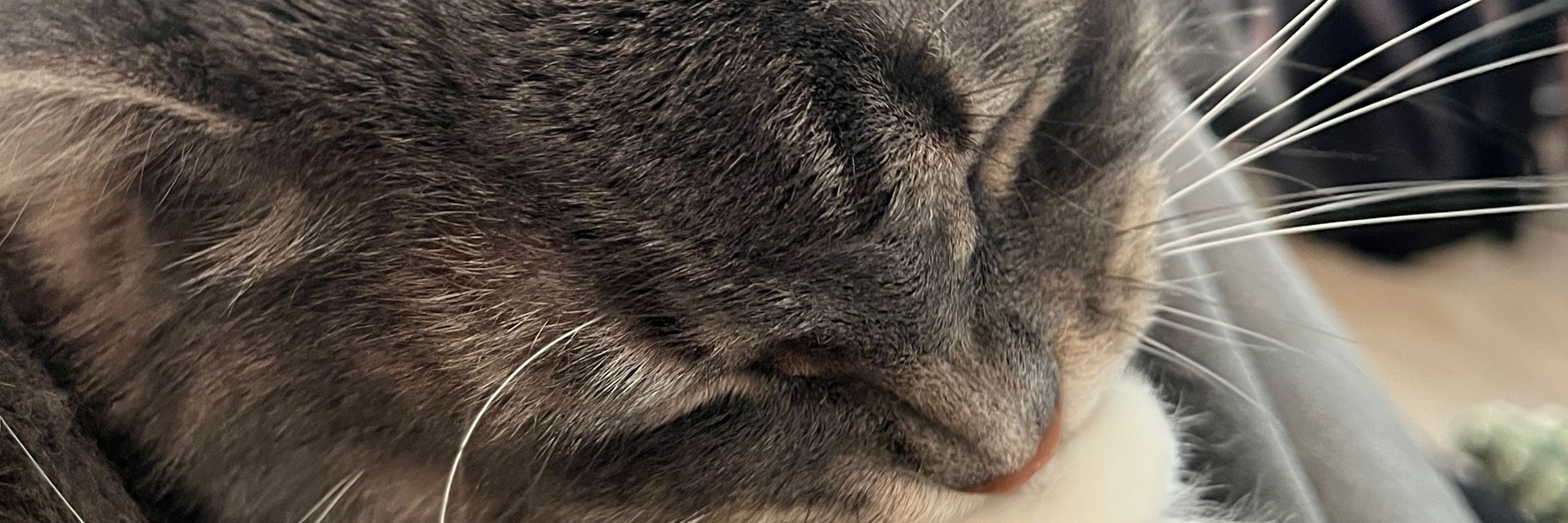 :o