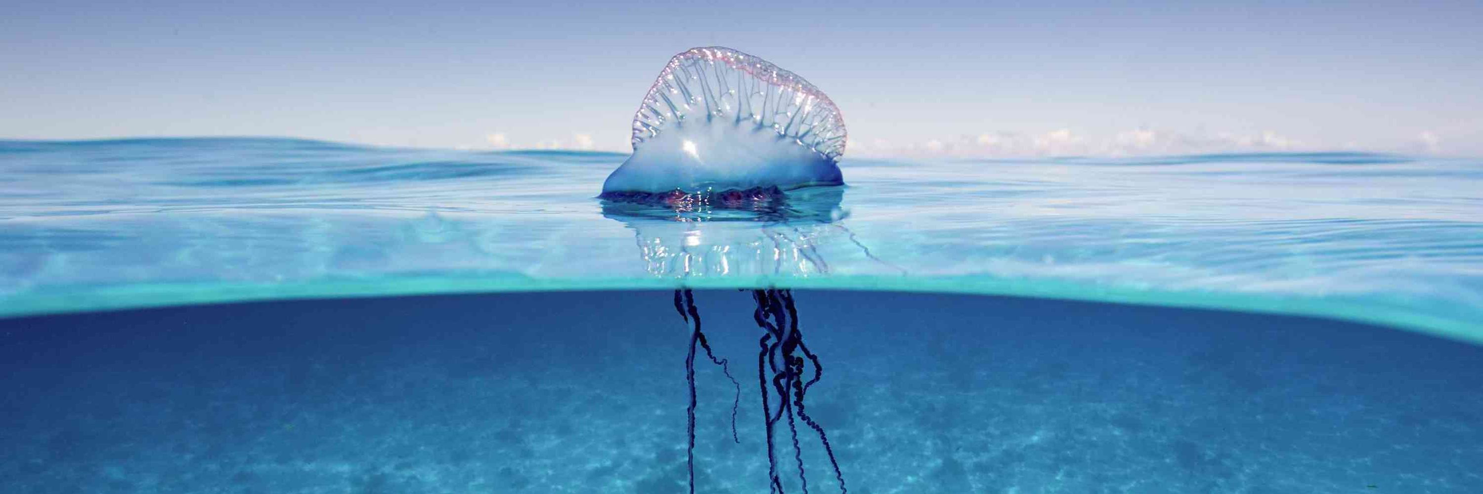 Indivisible Ocean