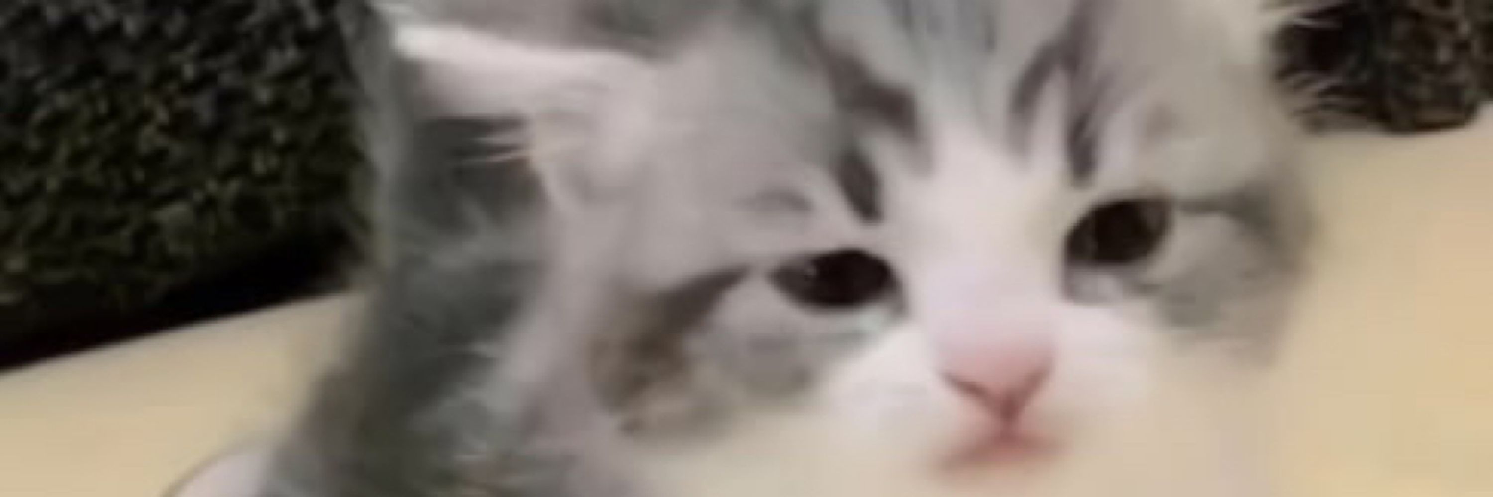Котян