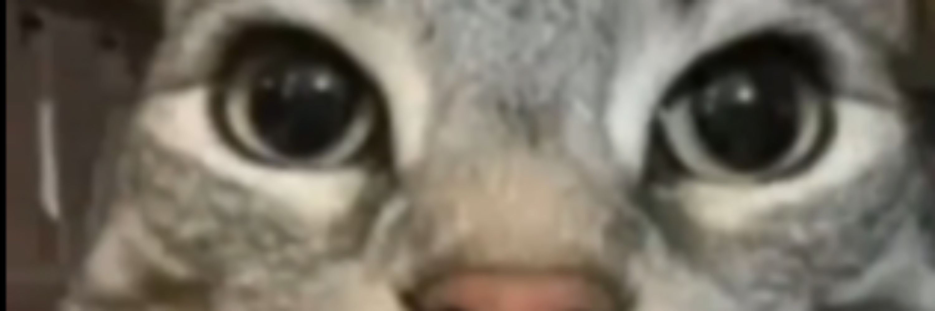 the 🐱 🔞