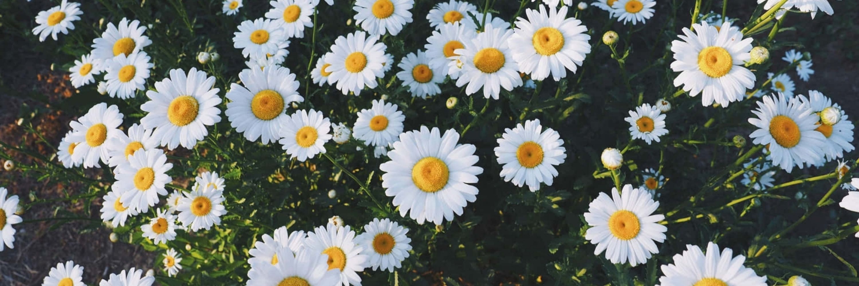 Desi Daisy