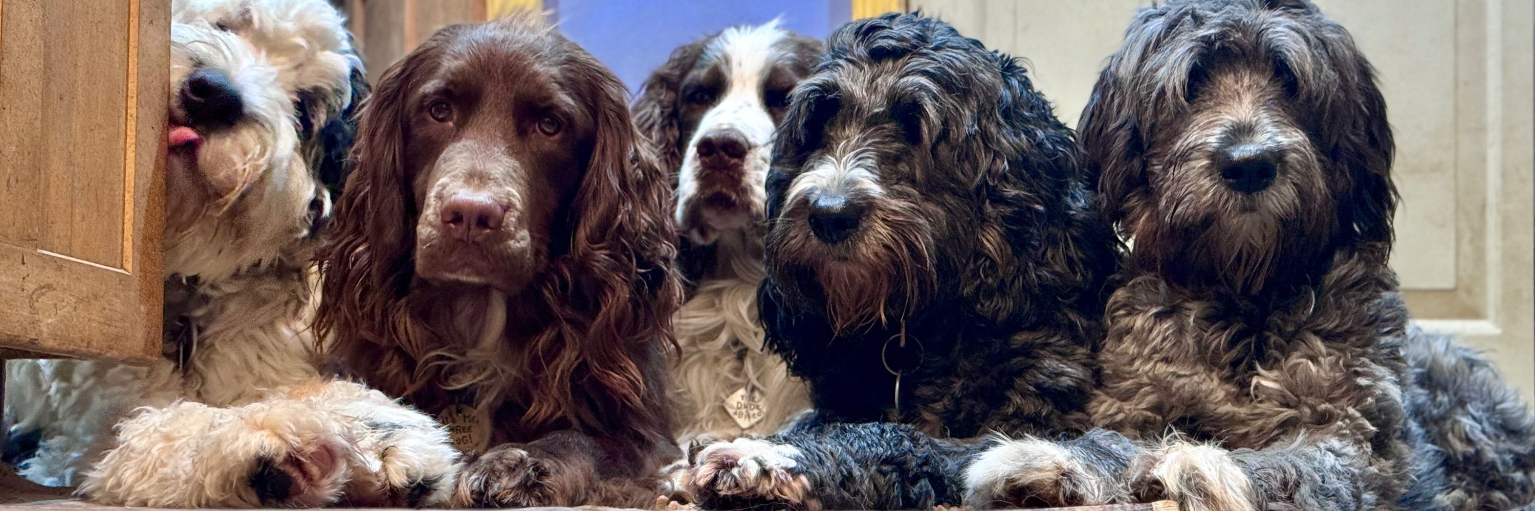 Rachel Friedman dog trainer