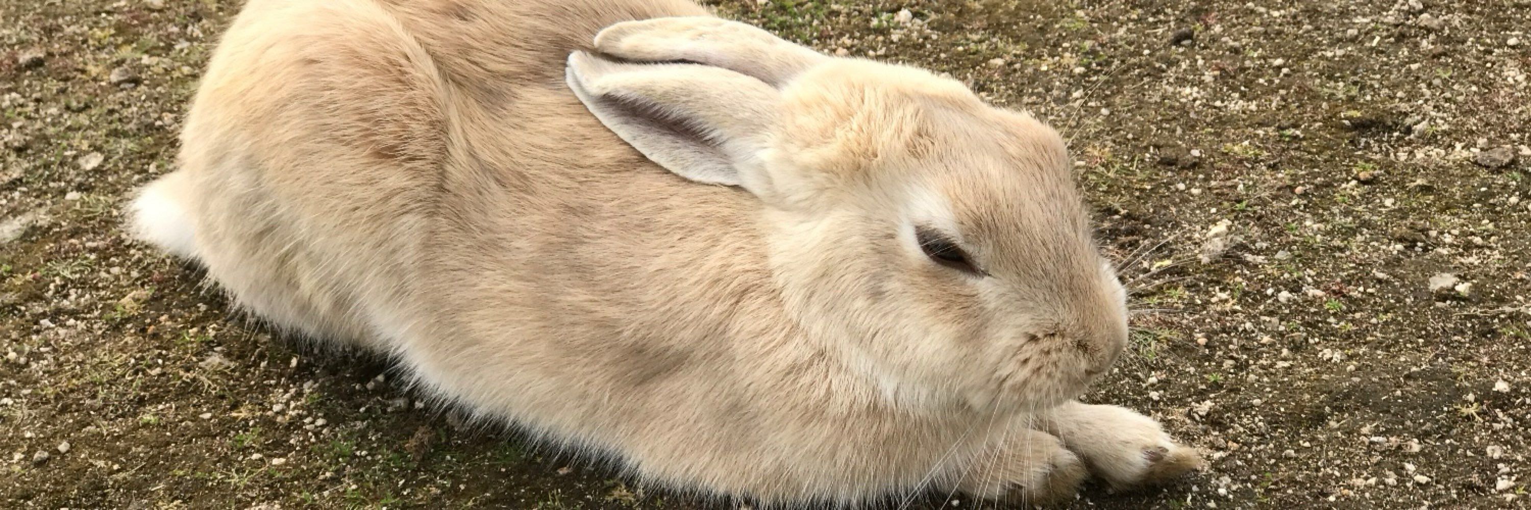 竹原うさぎ