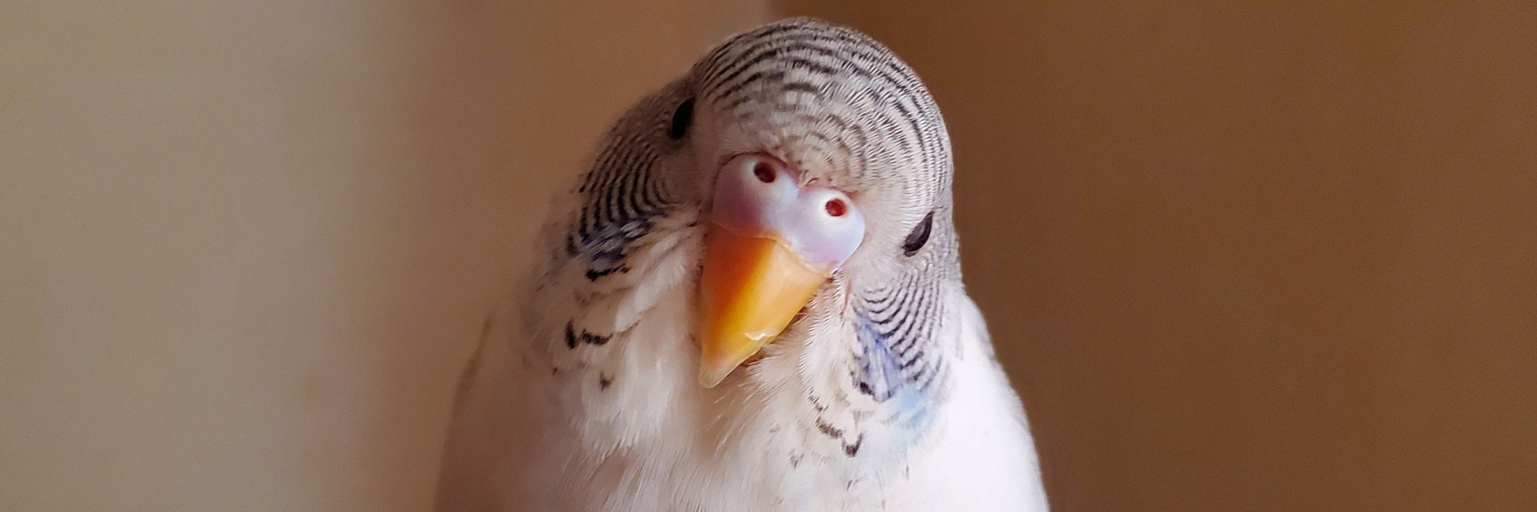 だいごろう