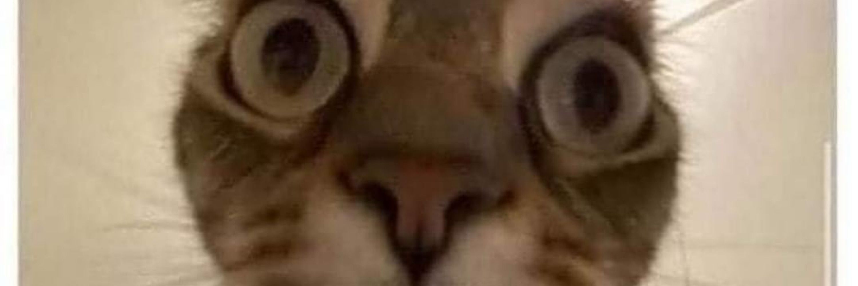 pix 🐈